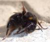 Bombus soroeensis soroeensis